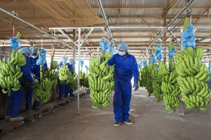 Công ty nông nghiệp liên quan ông Trần Bá Dương lỗ thêm 260 tỷ đồng