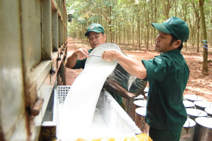 Doanh nghiệp đầu ngành cao su lãi kỷ lục nửa năm