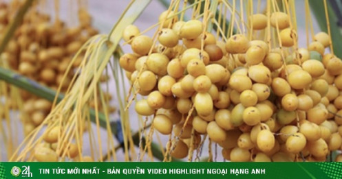 Chà là tươi Thái Lan về Việt Nam rẻ 'chưa từng có'