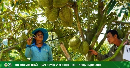 Việt Nam thu 1,2 tỷ USD từ sầu riêng