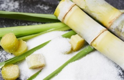 Niên vụ 2025-2026 ngành mía đường đối diện nguy cơ đứt gãy