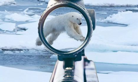 Tranh cãi việc chi 43.000 USD để bắn gấu Bắc Cực