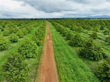 Công ty con của HAGL thay đổi điều khoản lô trái phiếu ngàn tỷ để đầu tư trồng dâu tằm, cà phê