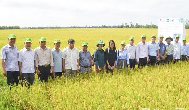 Giá gạo miền Tây đang giảm: Doanh nghiệp cùng vượt khó với nông dân