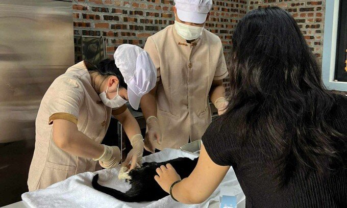 Chi tiền triệu để thủy táng cho thú cưng