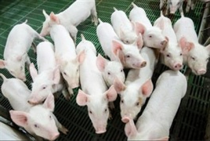 Nông nghiệp Hòa Phát nộp hồ sơ IPO, dự kiến niêm yết HOSE vào tháng 12