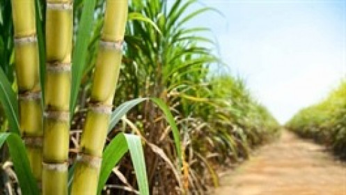 Cabasu chia cổ tức tiền mặt 30%, kế hoạch lợi nhuận giảm hơn nửa