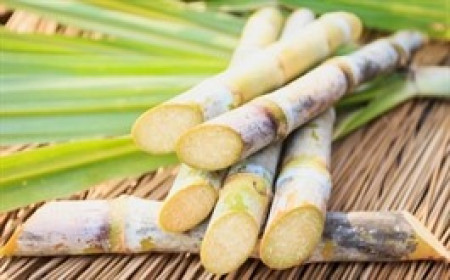 SLS lại phá lệ chốt tăng cổ tức tiền mặt lên 150%