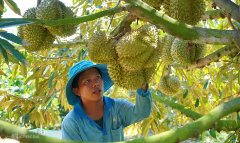 Xuất khẩu nông lâm thủy sản vượt 52 tỷ USD sau 9 tháng