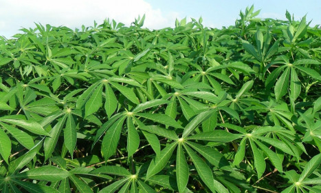 Xuất khẩu lá cây thu về gần 9 triệu USD