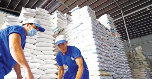 Gạo Việt đi đâu về đâu khi Phillippines, Indonesia siết nhập khẩu?