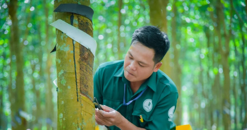 VRG vượt kế hoạch lợi nhuận năm 2025 ngay sau 9 tháng – Dấu ấn 96 năm bản lĩnh ngành Cao su Việt Nam | Báo điện tử Tiền Phong