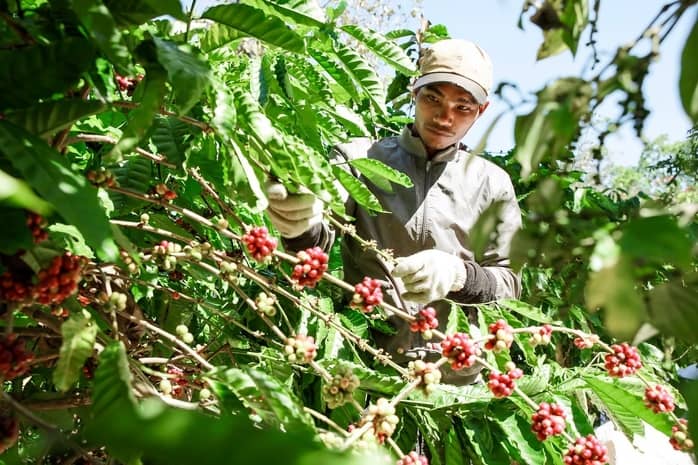 Vụ cà phê kết thúc "như mơ", nhưng...