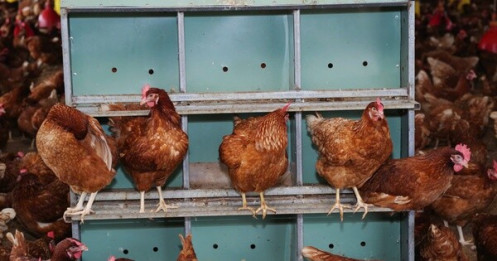 Giá trứng gà bất ngờ tăng vọt, tiến sát mốc 4.000 đồng/trứng