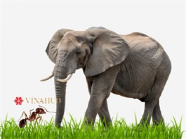 VHD: Từ “kiến hóa voi” nhờ đòn bẩy tài chính đến vòng xoáy đầu tư và thua lỗ