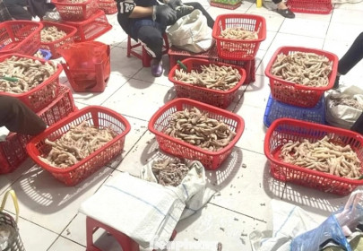 Thu giữ trên 3,5 tấn chân gà ‘bẩn’ ở khu vực biên giới