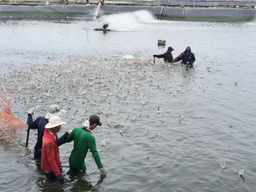 Ngành thủy sản nâng công nghệ để 'đổi vận'?