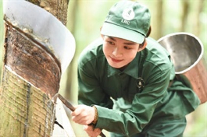 Tập đoàn Cao su nắm kỷ lục gần 22,000 tỷ tiền gửi ngân hàng