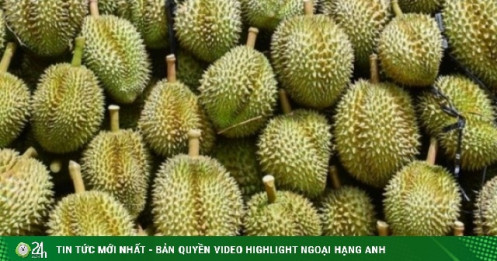 17 người bị khởi tố do sai phạm xuất khẩu sầu riêng: Nhiều lần ‘báo động khẩn’