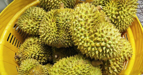 Lời cảnh tỉnh cho ngành sầu riêng