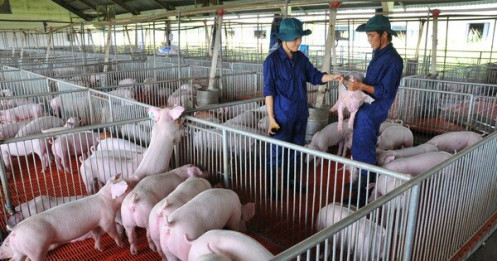 Giá heo hơi hôm nay 8/11: Diễn biến lạ