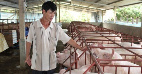 Giá heo hơi hôm nay 10/11: Bất ngờ với giá heo hơi miền Nam