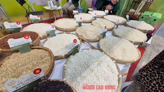 Chủ tịch VFA nói gì về việc Philippines dừng nhập khẩu gạo đến hết năm 2025?