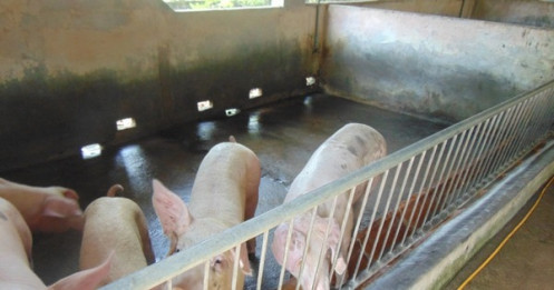 Giá heo hơi hôm nay 12-11 giảm sâu