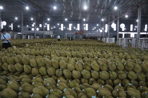 Sầu riêng Việt trước bài học lớn