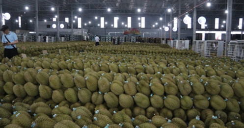 Sầu riêng Việt trước bài học lớn