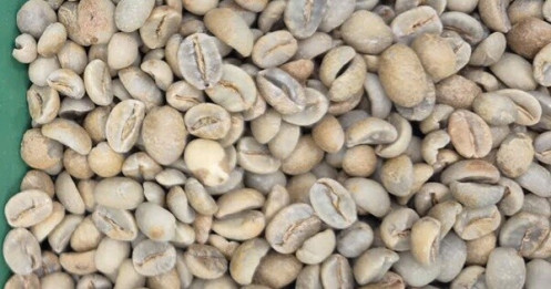 Giá cà phê hôm nay 13 -11: Đua nhau bán tháo, giá cà phê giảm cực mạnh