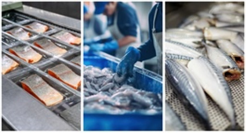 Lợi nhuận doanh nghiệp thủy sản bật tăng mạnh