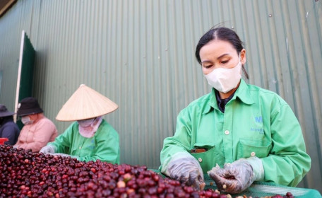 Miễn thuế đối ứng, nhiều nông sản Việt có cơ hội tăng xuất khẩu sang Mỹ