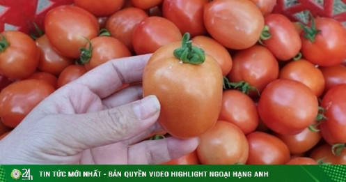 Cà chua hơn 60.000 đồng/kg, đắt gấp 4 lần một ký nho Trung Quốc