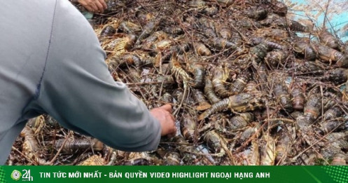 Người nuôi xót xa nhìn tôm hùm chết hàng loạt do mưa lũ, vớt lên bán với giá "siêu rẻ"