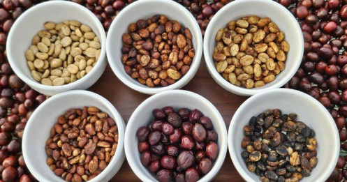 Giá cà phê hôm nay 21-11: Quay đầu tăng rất mạnh