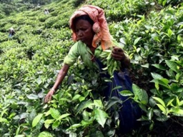 Thuế về 0%: Cú hích tỷ đô từ ông Trump dành cho nông nghiệp Ấn Độ