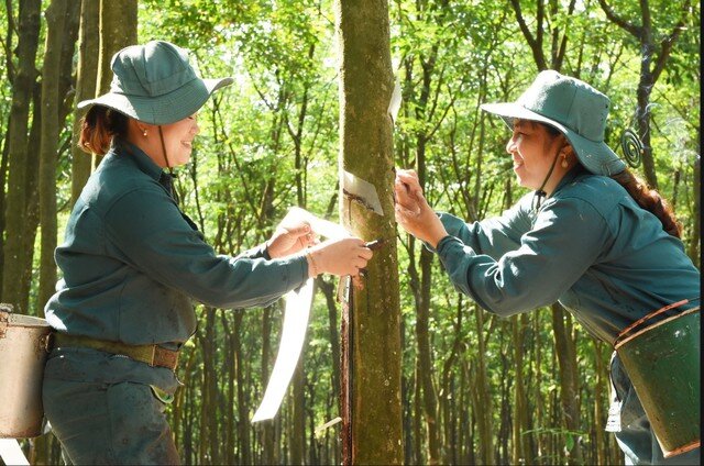 Tập đoàn Công nghiệp cao su Việt Nam lãi gần 7.000 tỉ đồng