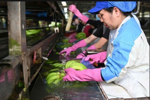 Tập đoàn Công nghiệp cao su Việt Nam lãi gần 7.000 tỉ đồng