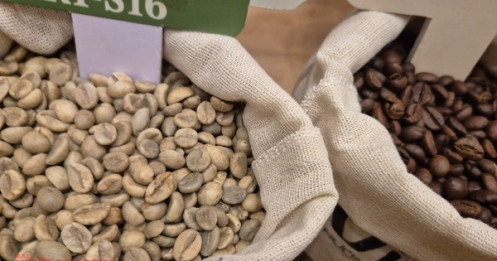 Giá cà phê hôm nay 3-12: Rớt giá liên tục, chưa tìm thấy đáy