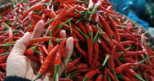 Giá ớt, hành lá vẫn tăng cao bất thường
