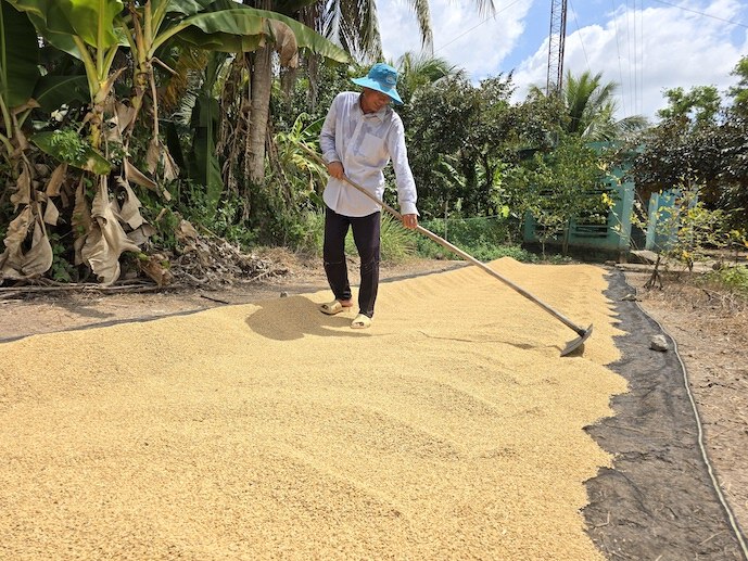 Philippines lập rào cản mới, doanh nghiệp gạo Việt vào thế khó