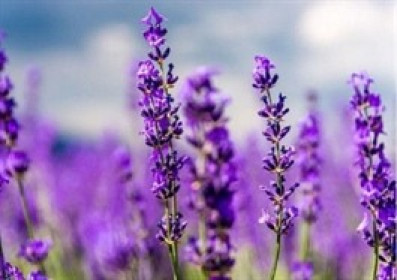 Cổ phiếu BNW tiếp tục tăng trần sau giải trình