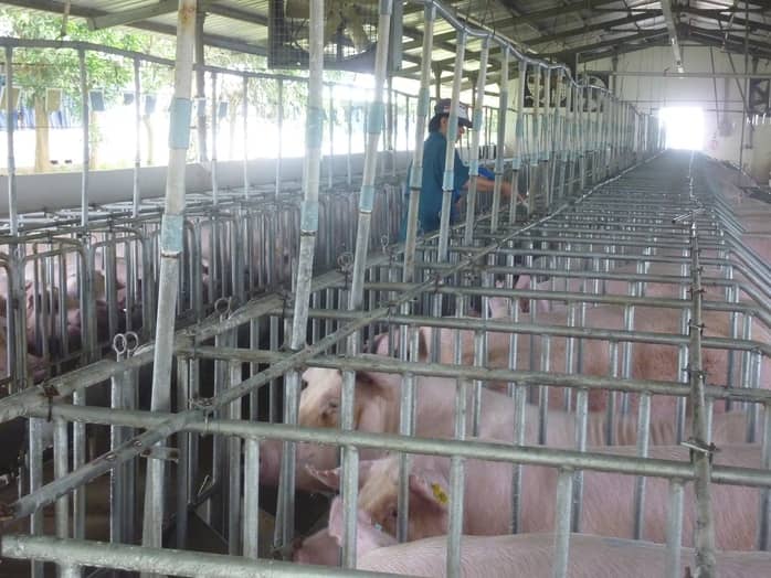 Hé lộ nguyên nhân khiến giá heo hơi tăng sốc chỉ trong thời gian ngắn