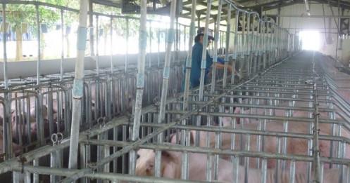 Hé lộ nguyên nhân khiến giá heo hơi tăng sốc chỉ trong thời gian ngắn