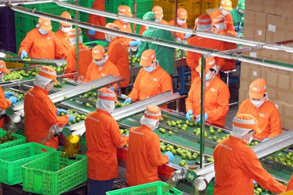 EU giảm gần 50% cảnh báo vi phạm với nông sản Việt