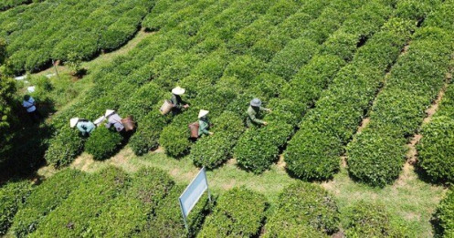 Thông tin mới nhất về vụ gần 500 container chè bị mắc kẹt ở Pakistan