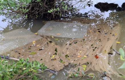 Tràn dầu diesel ở Dung Quất, cá chết hàng loạt