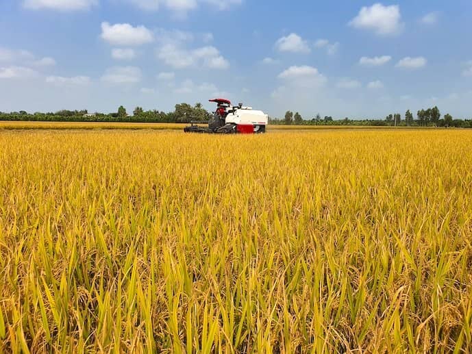 Thuế gạo biến thiên của Philippines: Khi bán rẻ không còn là lợi thế của Việt Nam