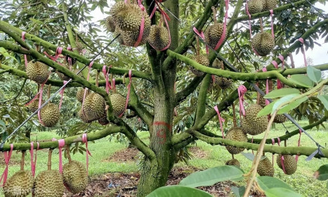 BIDV chuyển nhượng toàn bộ khoản nợ trái phiếu của Hoàng Anh Gia Lai